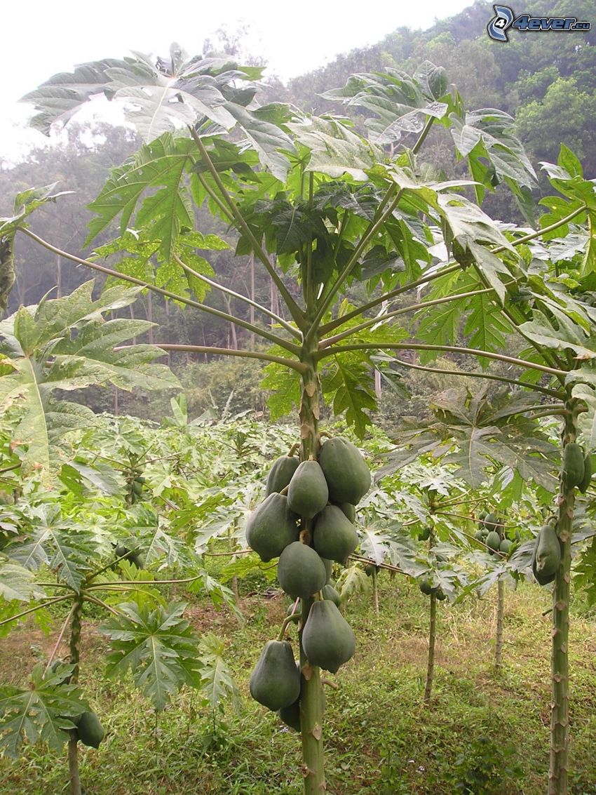 papaya, foresta