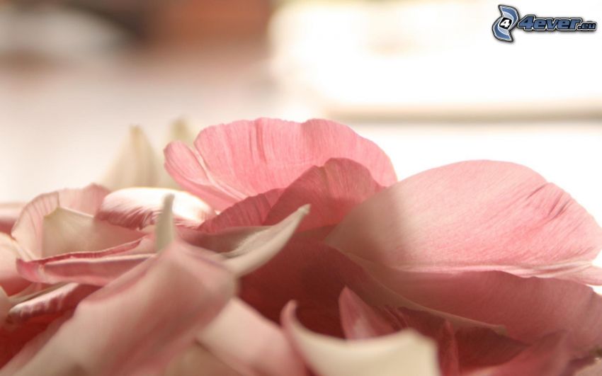 petali di rosa