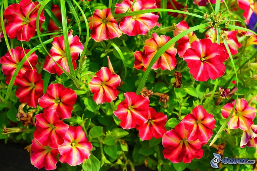 petunia, fiori rossi