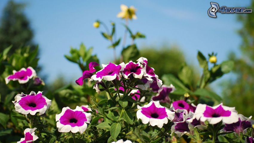 petunia, fiori viola