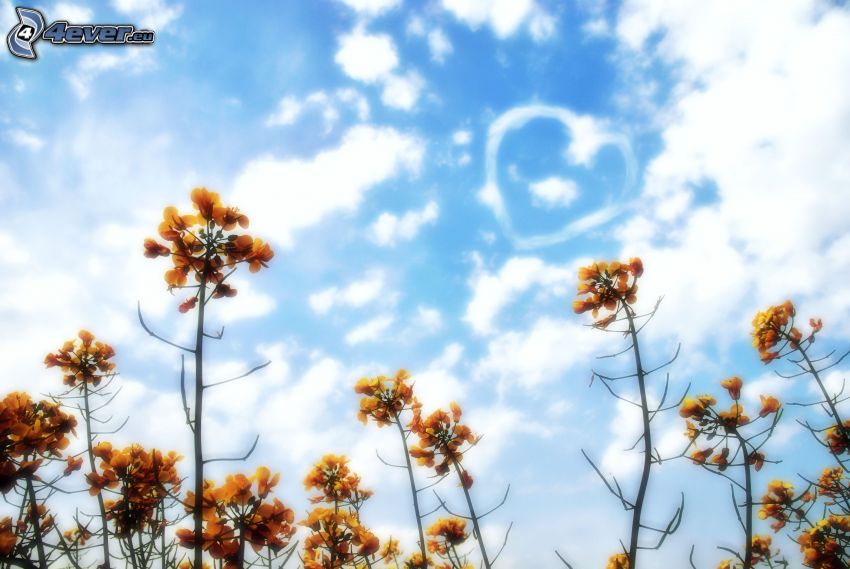 piante, cielo, nuvole, cuore