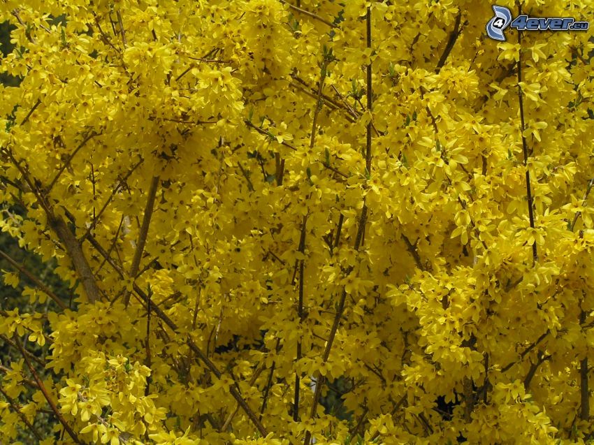 pioggia d'oro, fiori gialli