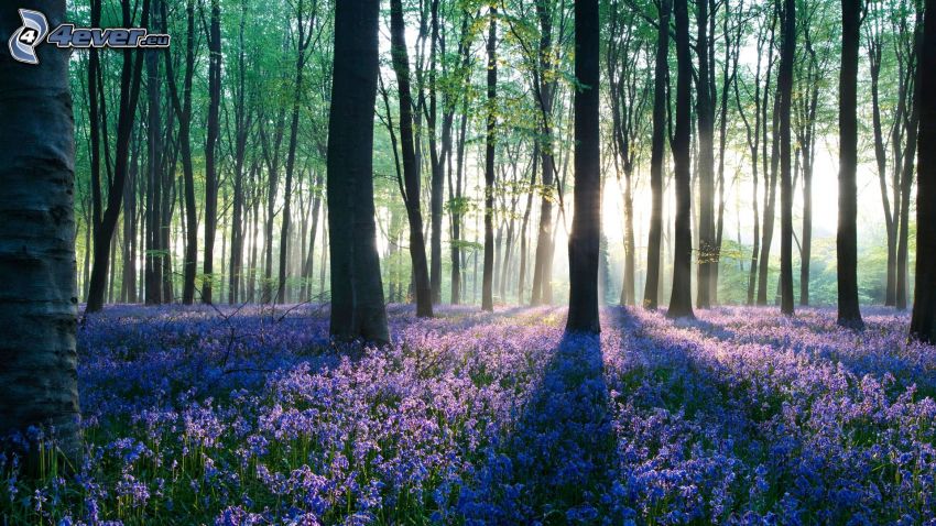raggi di sole nella foresta, fiori viola