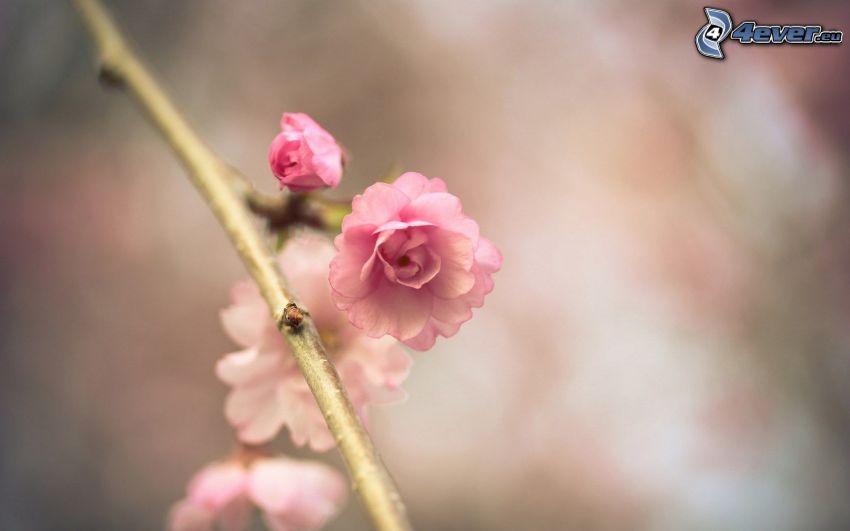 ramoscello fiorito, fiore rosa