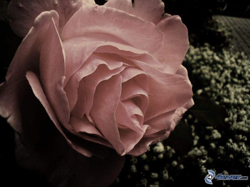 rosa, fiore