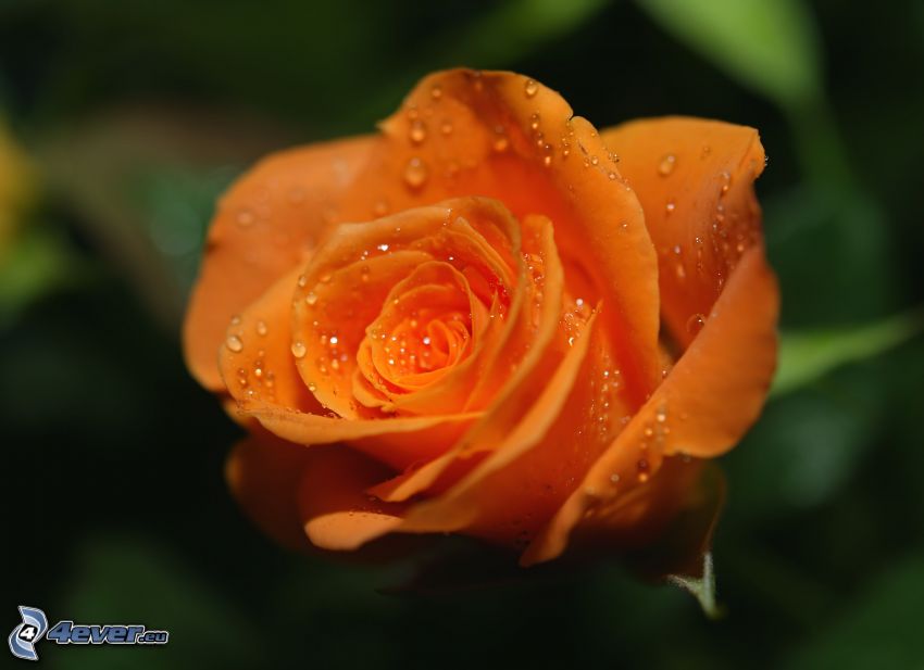 rosa arancione