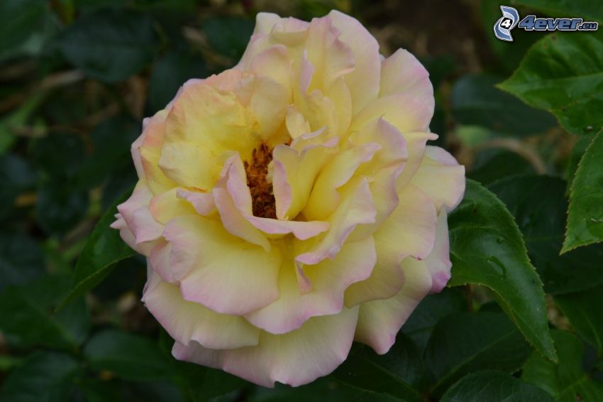 Rosa gialla, fiore