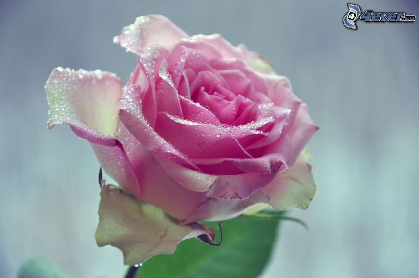 rosa rosa, fiore con rugiada