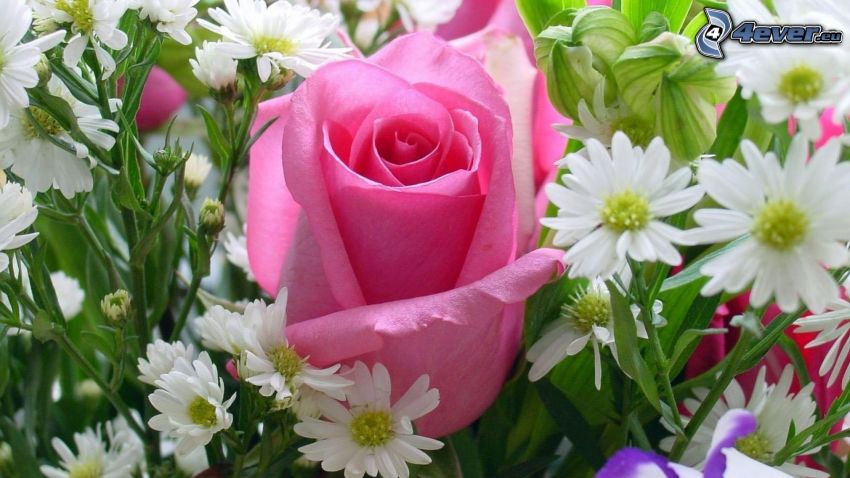 rosa rosa, fiori di campo, bouquet