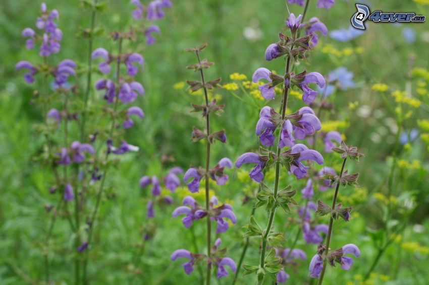 salvia, colza, fiori viola