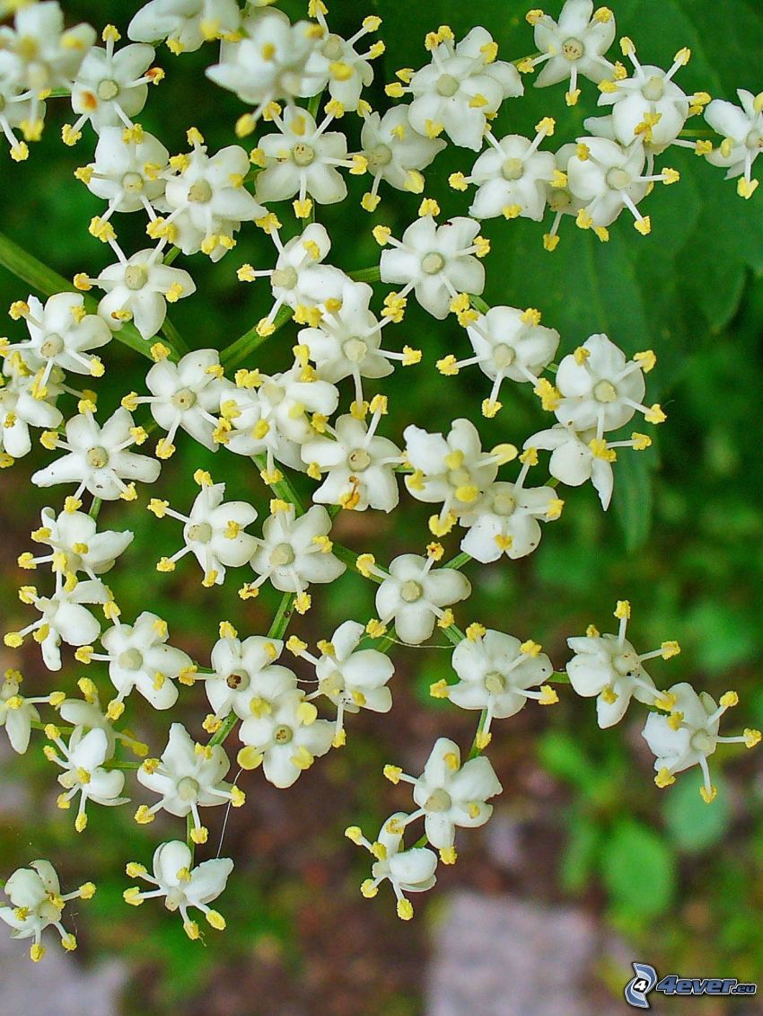 sambuco, fiori di sambuco, fiore bianco