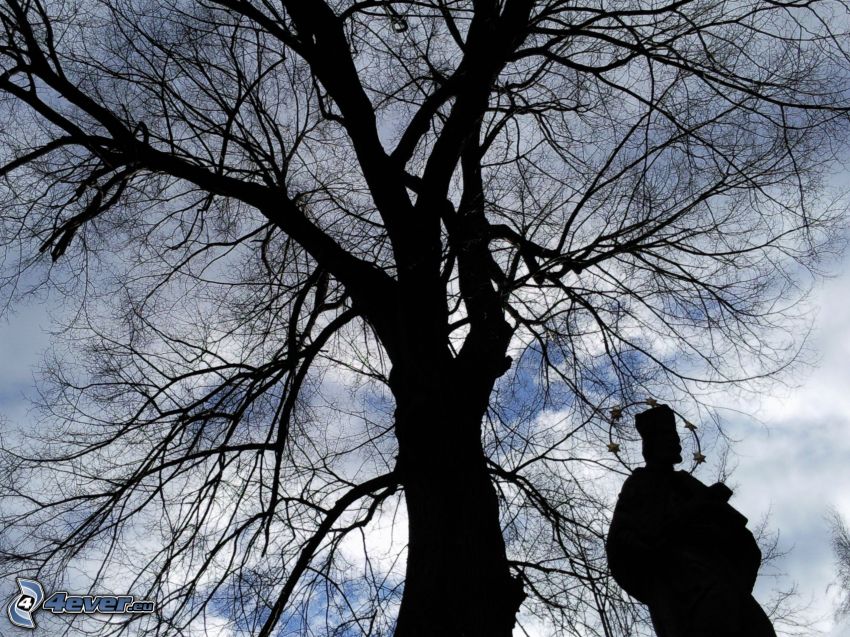 siluetta d'albero, statua, cielo