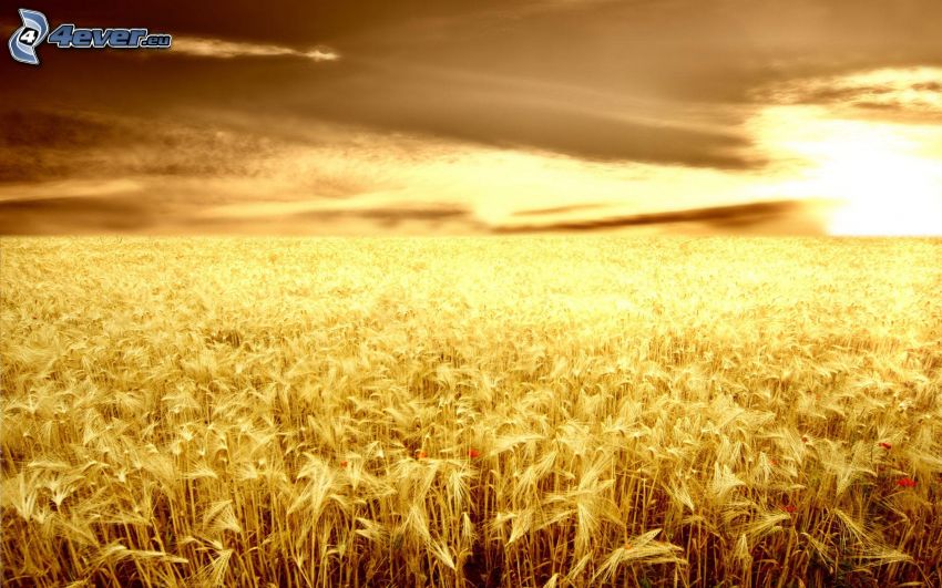 tramonto sul campo, campo di grano, cielo scuro