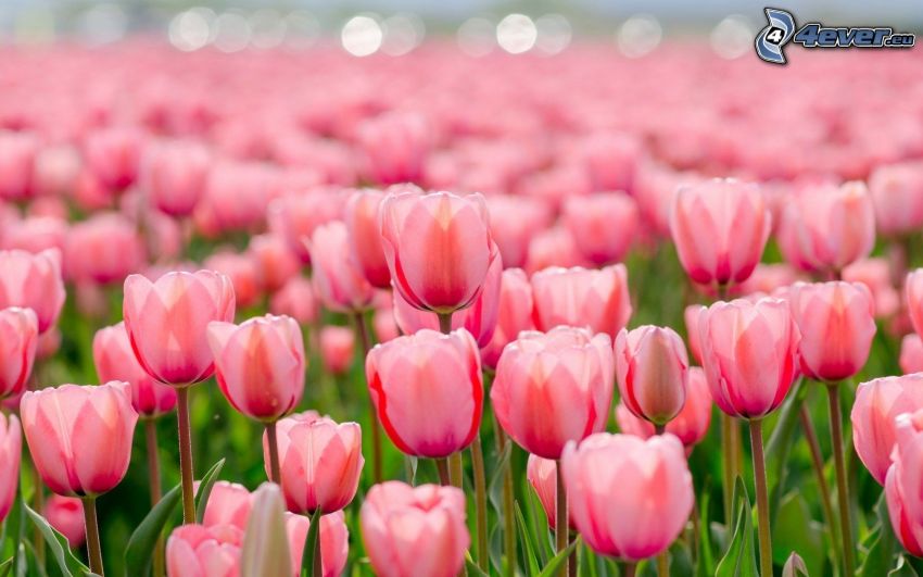 tulipani rosa, campo