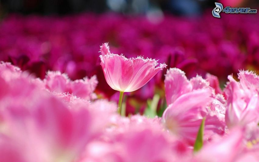tulipani rosa