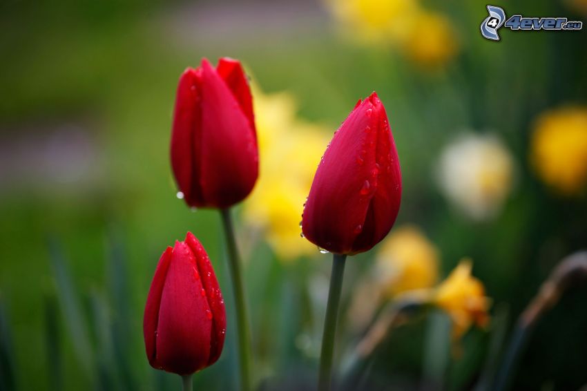 tulipani rossi