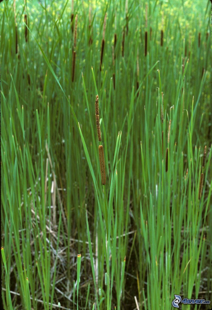 Typhaceae, erba alta