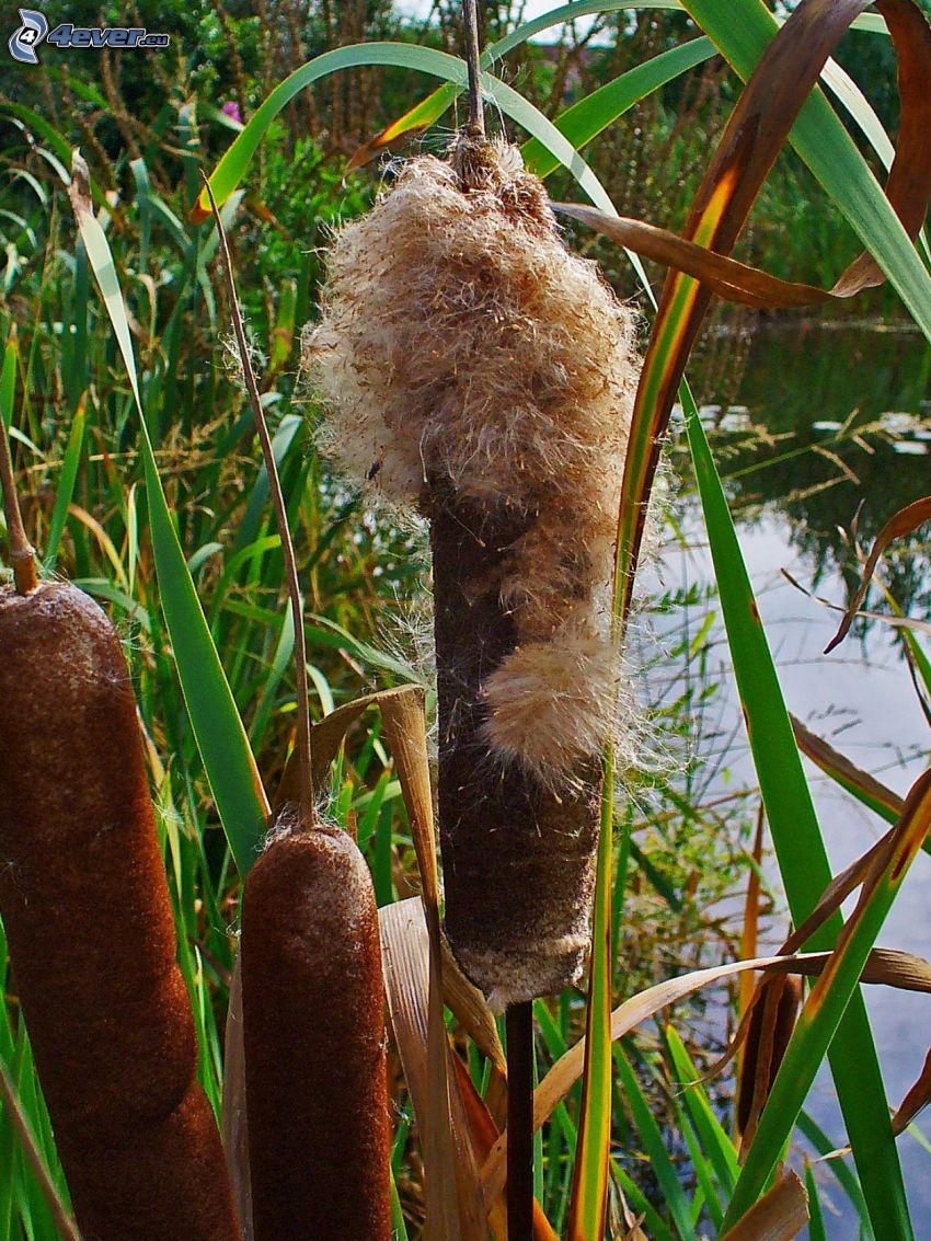 Typhaceae, fili d'erba, lago