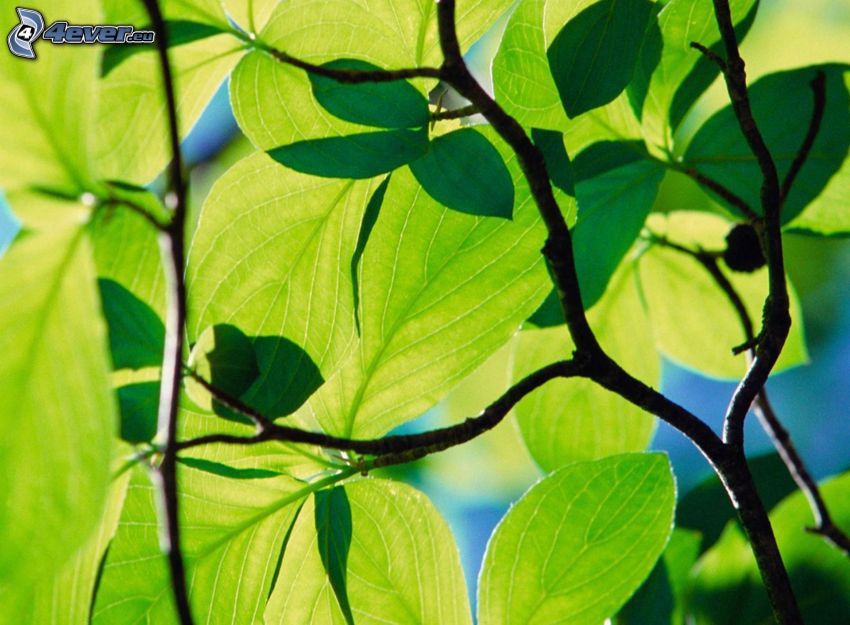 verdi foglie su un ramo