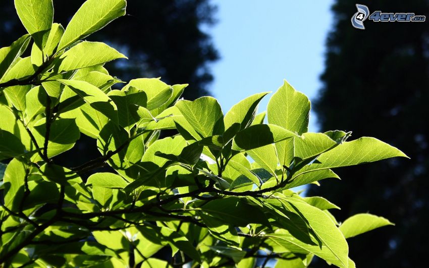 verdi foglie su un ramo