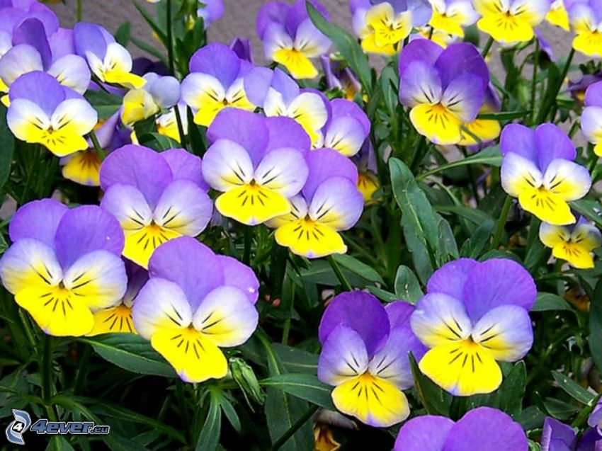 viole del pensiero, fiori gialli, fiori viola