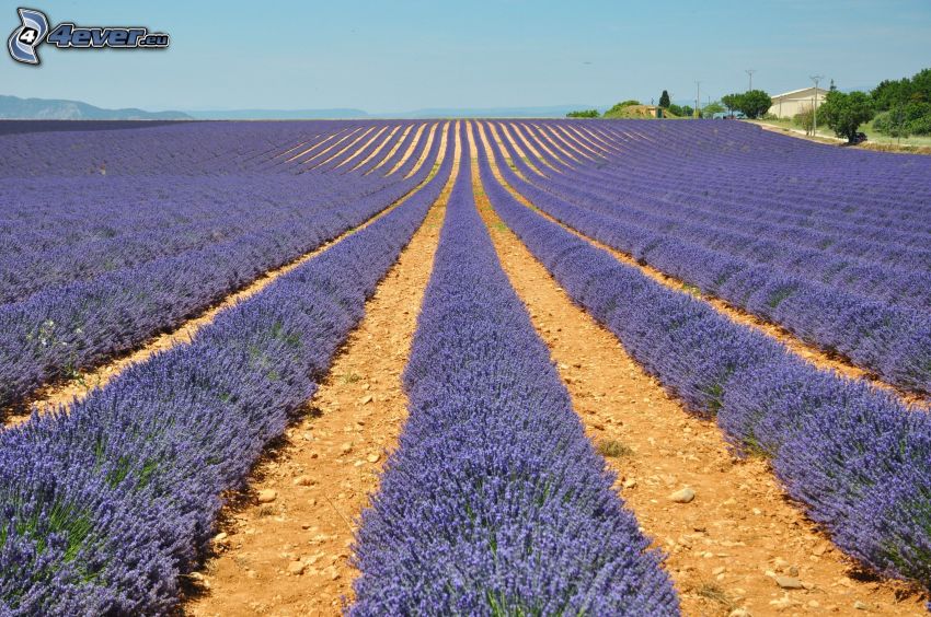 prato di lavanda