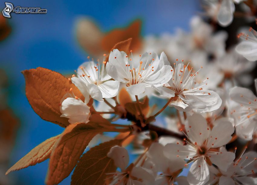 ramoscello fiorito, fiori bianchi
