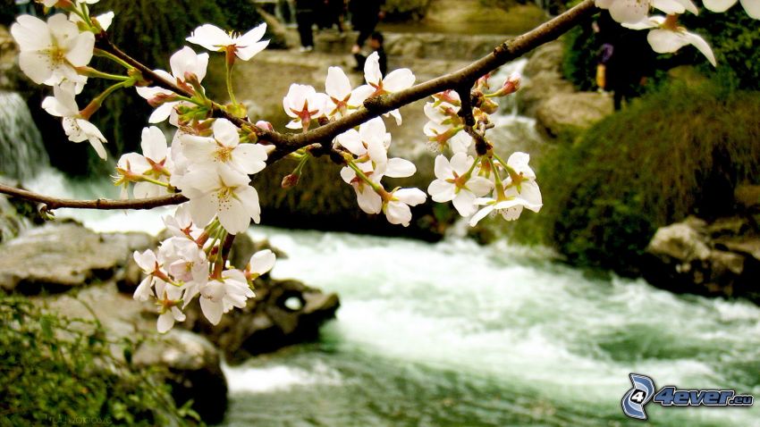 ramoscello fiorito, il fiume