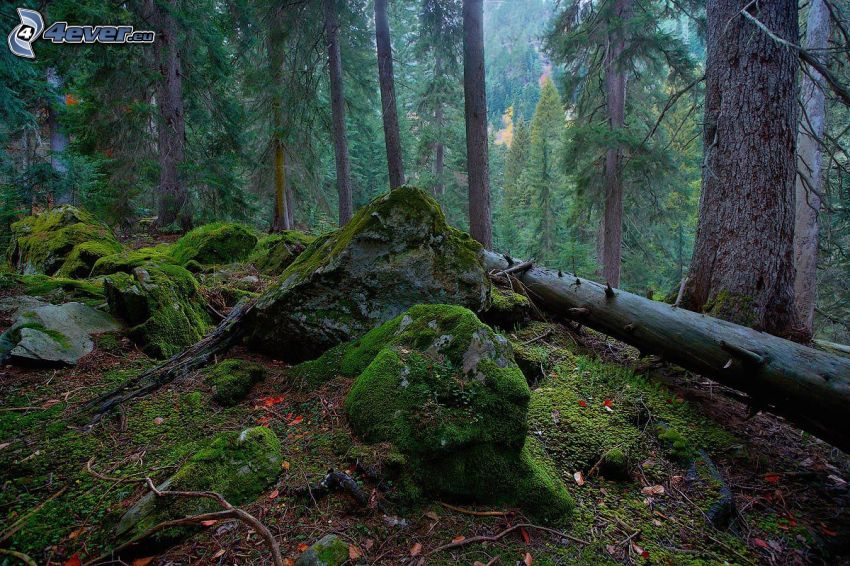 rocce, muschio, tronco, bosco di conifere