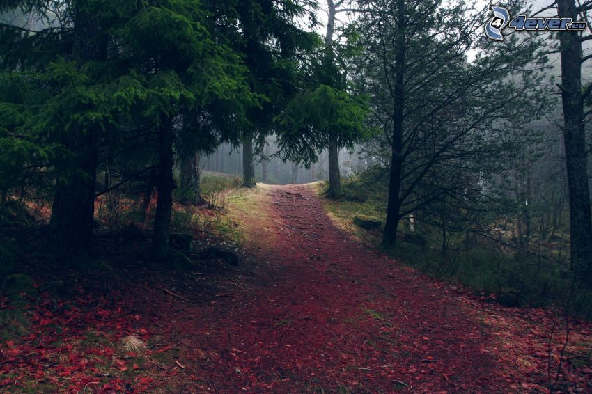 sentiero nel bosco, bosco di conifere