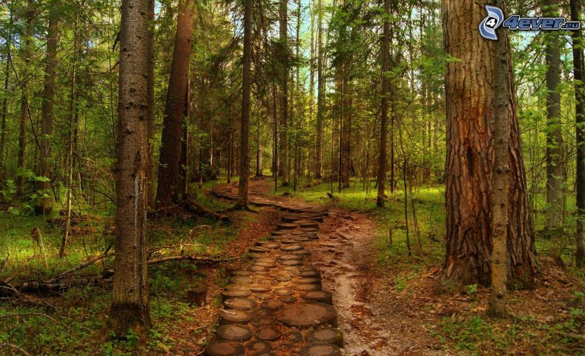 sentiero nel bosco, bosco di conifere