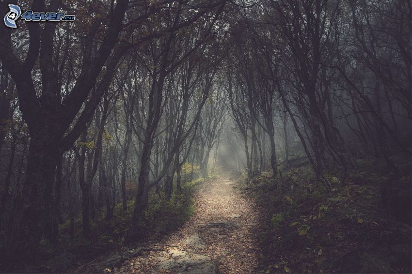 sentiero nel bosco, bosco scuro, alberi