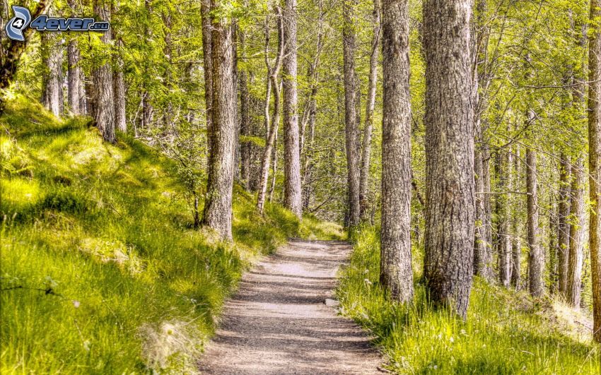 sentiero nel bosco, foresta, pino