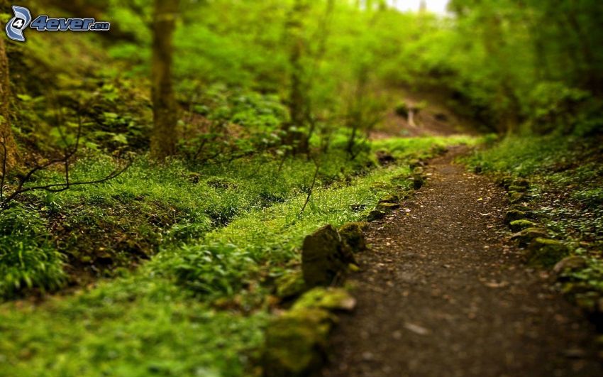 sentiero nel bosco, verde