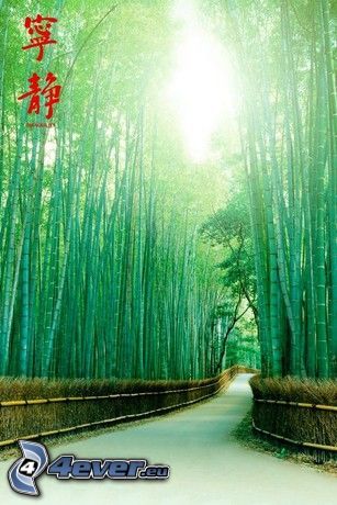 strada, foresta di bambù, Cina