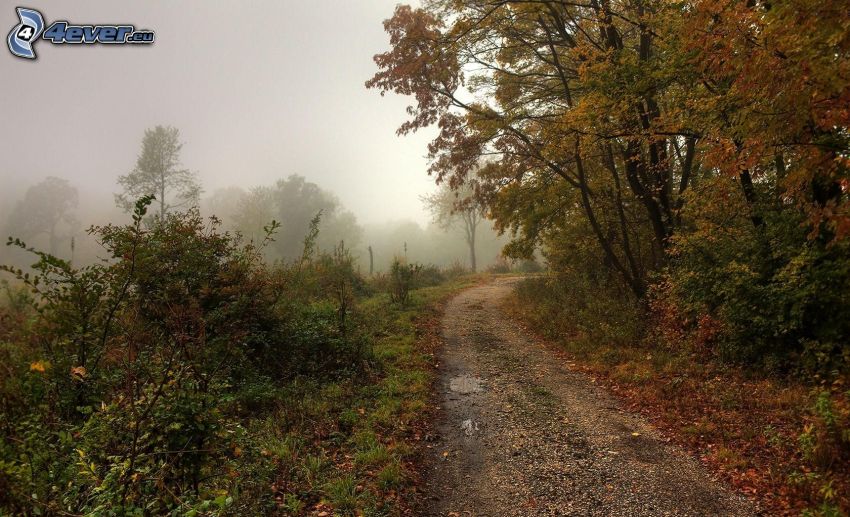 strada forestale, alberi autunnali, nebbia