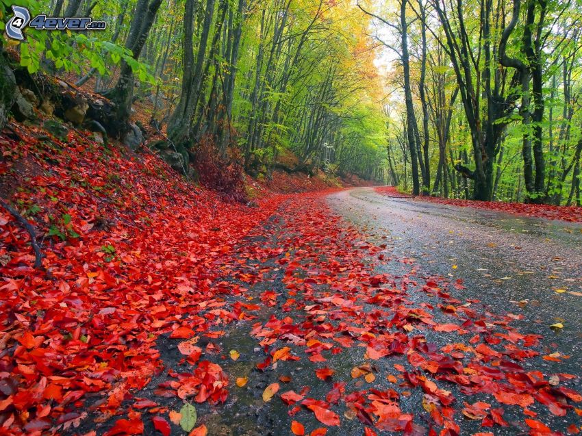 strada forestale, foglie di autunno, foresta, alberi