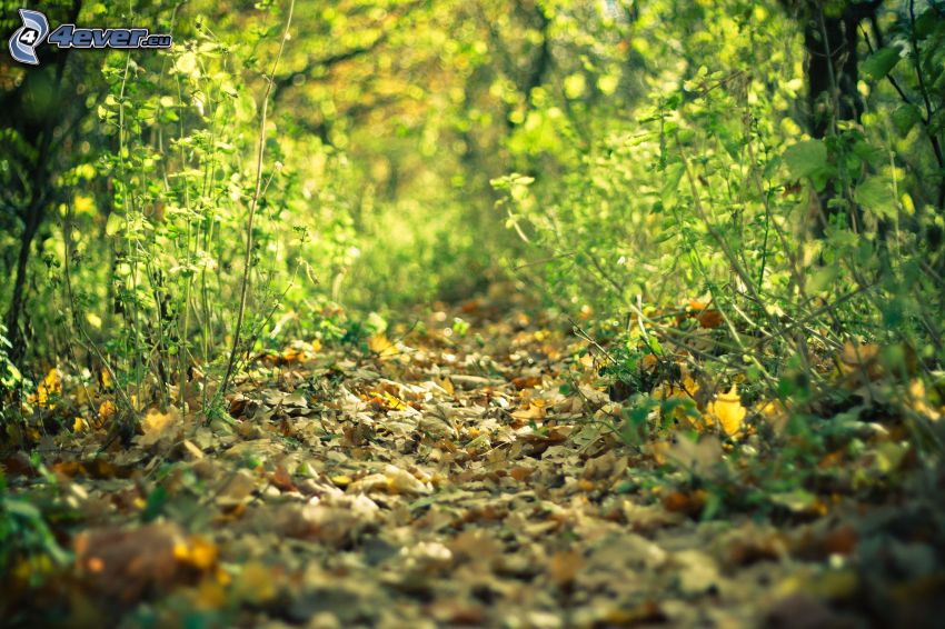 strada forestale, foglie secche