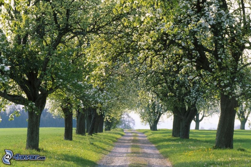strada forestale, viale albero, alberi in fiore