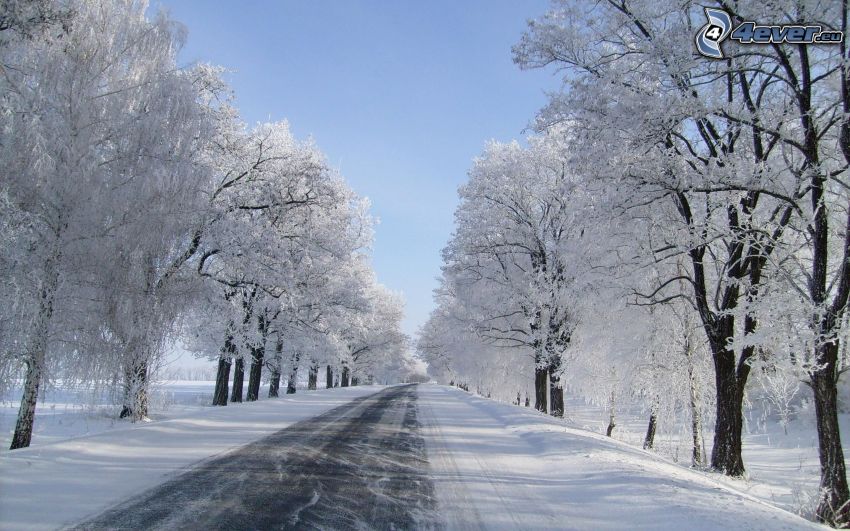 strada invernale, alberi coperti di neve