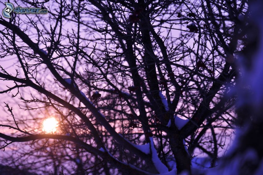 tramonto dietro un albero, rami innevicati