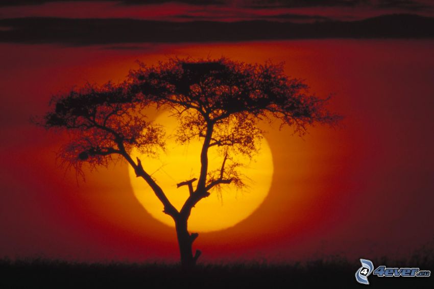 tramonto nella savana, siluetta d'albero