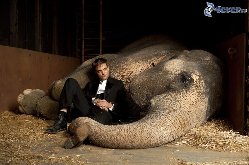 Robert Pattinson, elefante, uomo in abito