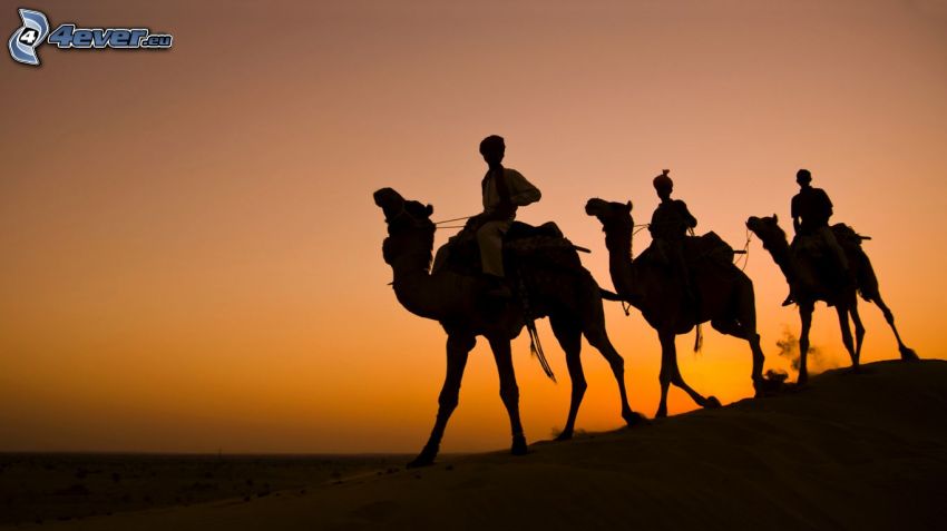 beduini sui cammelli, dopo il tramonto