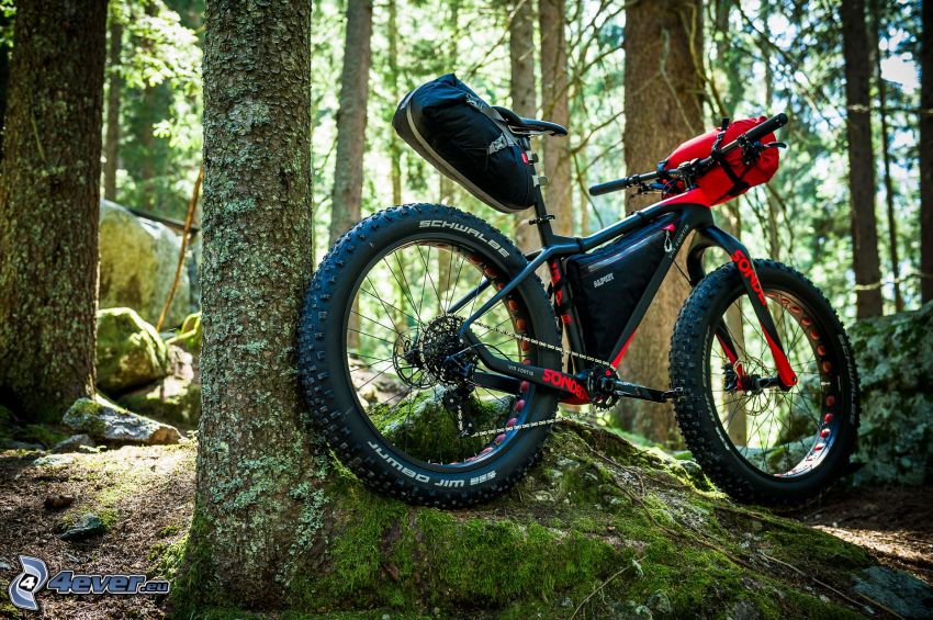 mountain bike, foresta, roccia