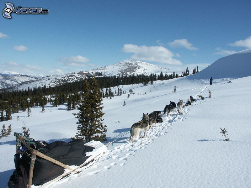 cani da slitta, slitta, Alaska, neve, foresta