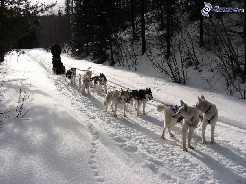 muta di cani nel bosco, Siberian husky, neve