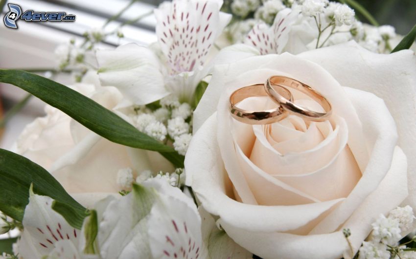 anelli di nozze, Rosa bianca, fiori bianchi