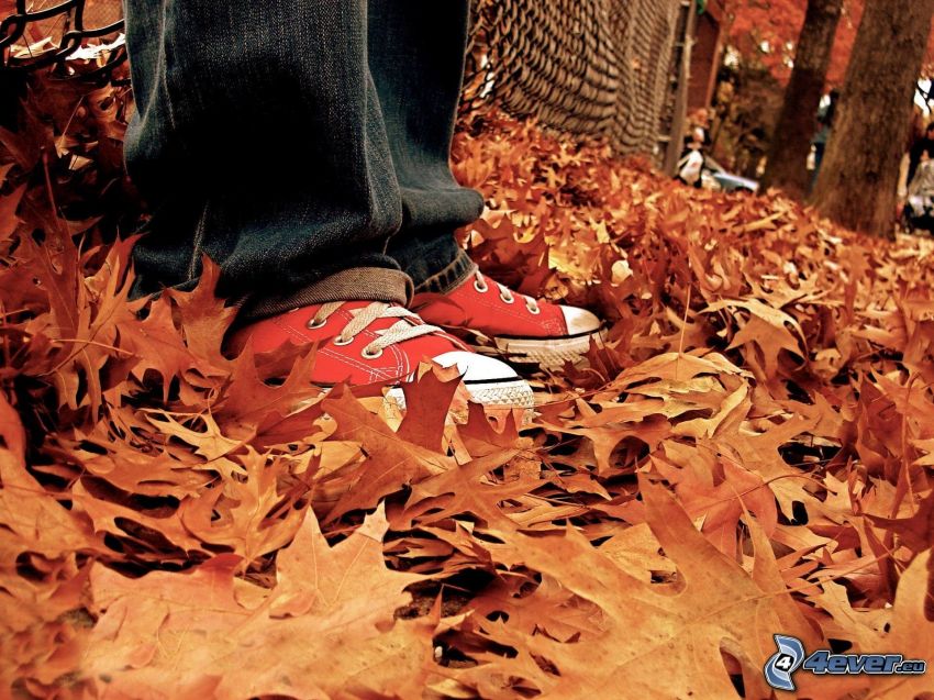 Converse, foglie di autunno