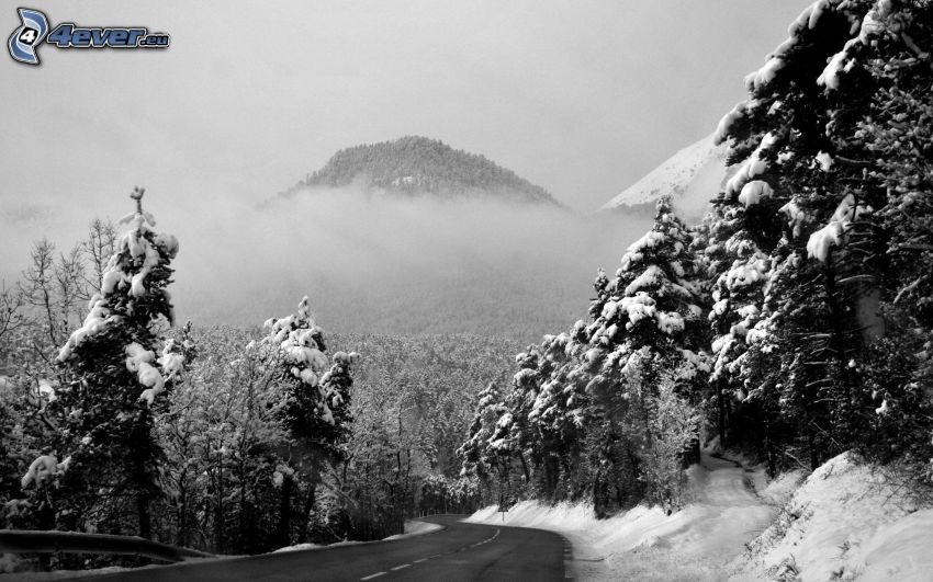 paesaggio innevato, alberi coperti di neve, strada